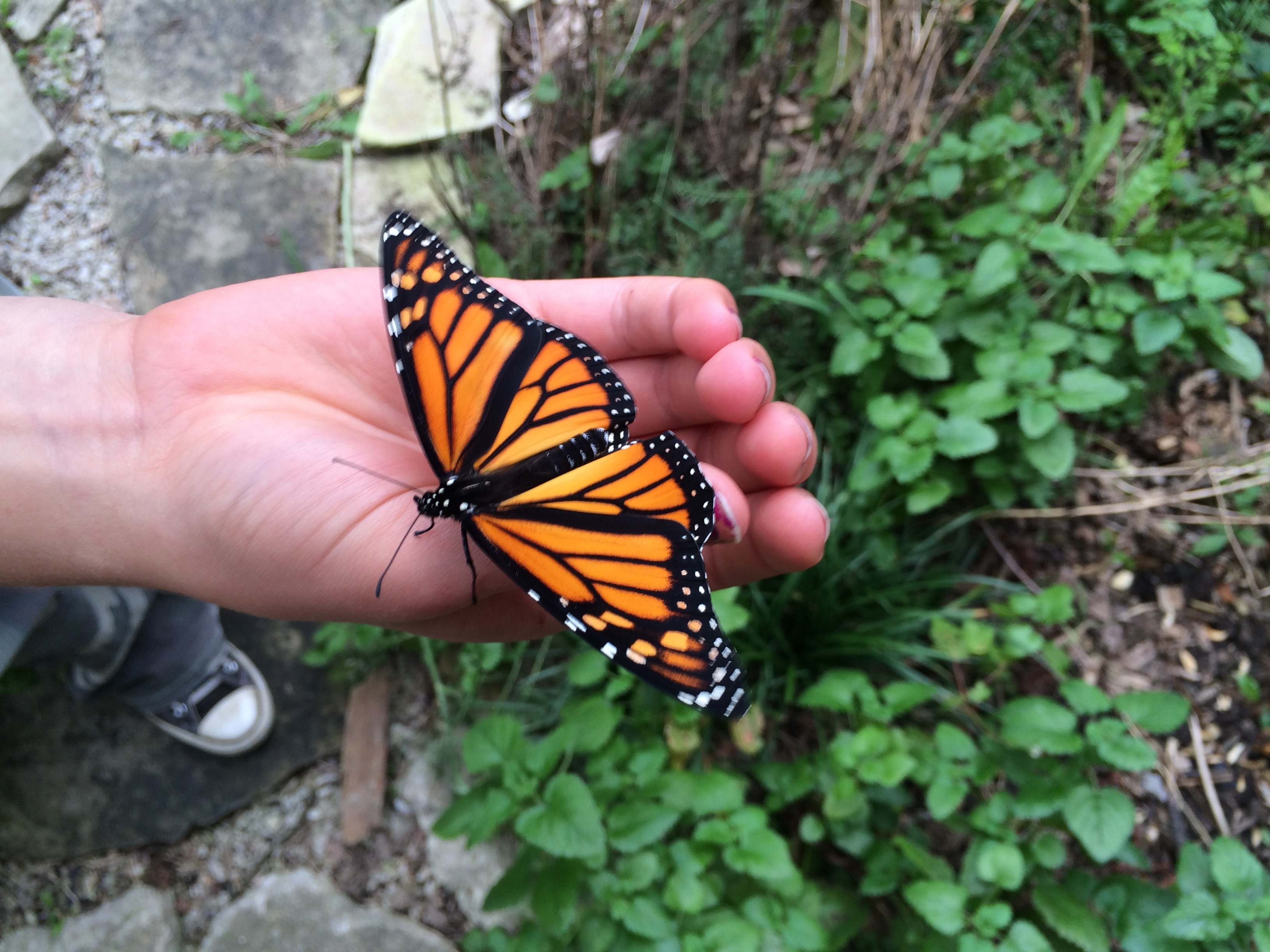 monarch on Maya's hand