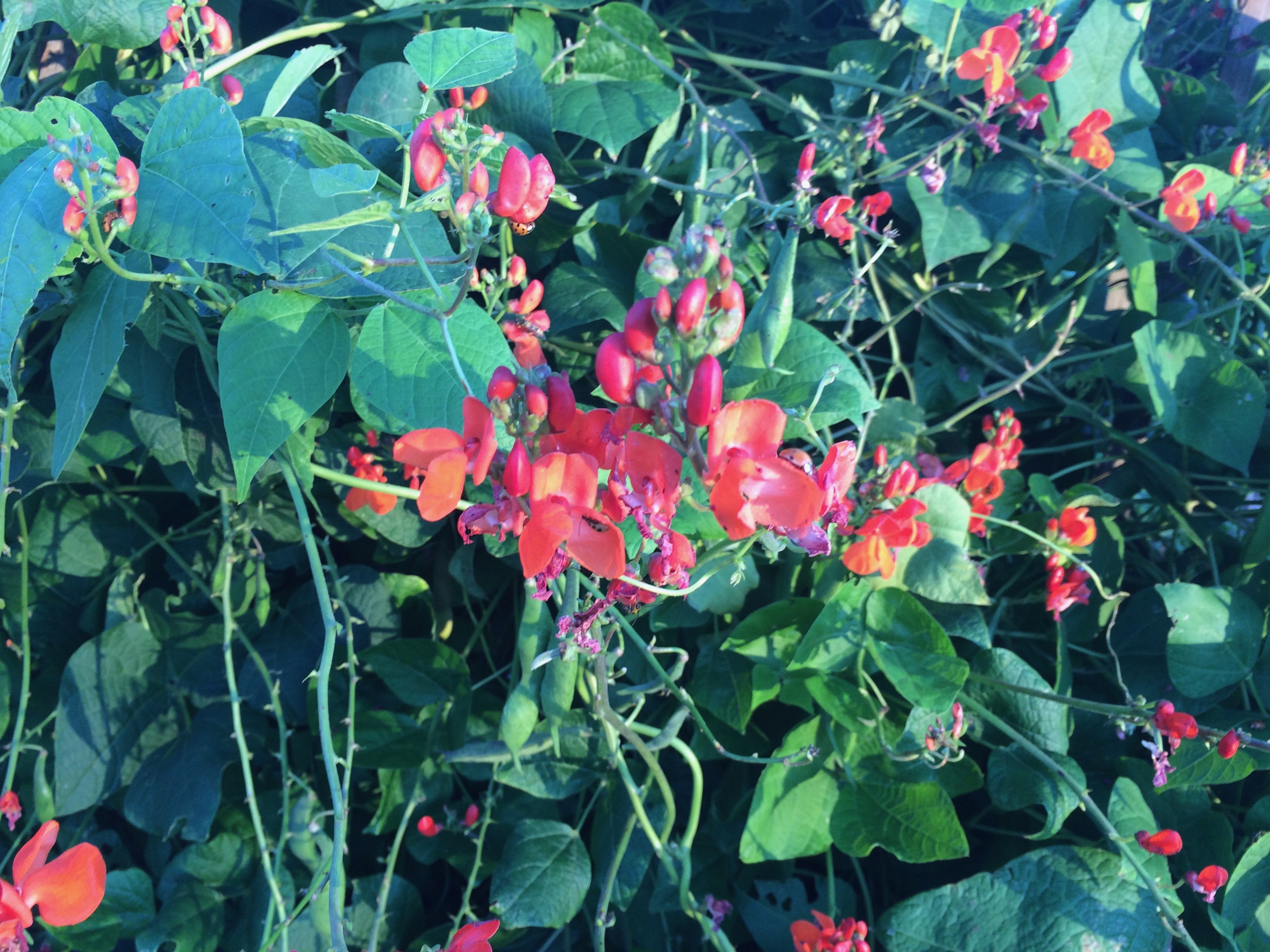 runner beans Rhonda Baird runner beans