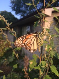 emergent monarch